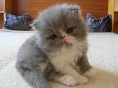 Zdroj: https://www.zvieratka-sarah.estranky.sk/img/picture/81/100_2532_265.jpg