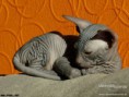 /album/fotogaleria/a1550163-ruska-bezsrsta-kraska-don-sphynx-macka-2-jpg/